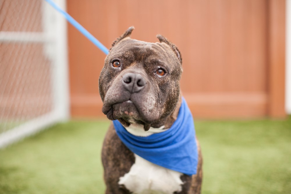 Designer Dogs: An Exposé