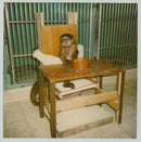 The Vet at Noah's Ark