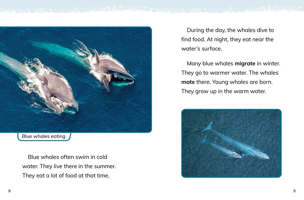 Blue Whales