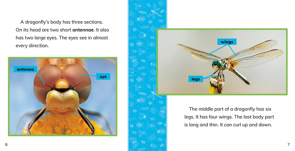 Fast Facts About Dragonflies