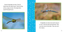 Fast Facts About Dragonflies