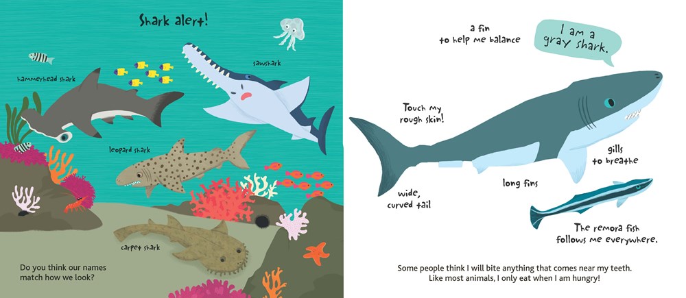 Touch and Explore: The Ocean