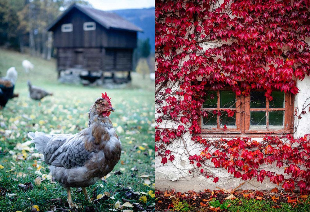 Norwegian Baking through the Seasons: 90 Sweet and Savoury Recipes from North Wild Kitchen