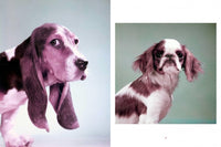 Walter Chandoha. Dogs. Photographs 1941-1991