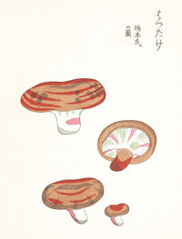 Mushroom Postcards