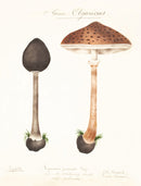 Mushroom Postcards