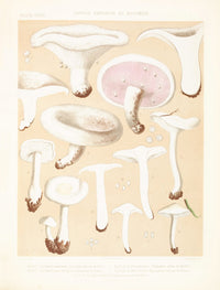 Mushroom Postcards
