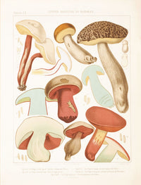 Mushroom Postcards
