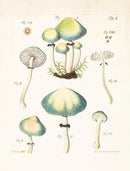 Mushroom Postcards