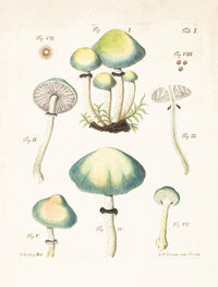 Mushroom Postcards