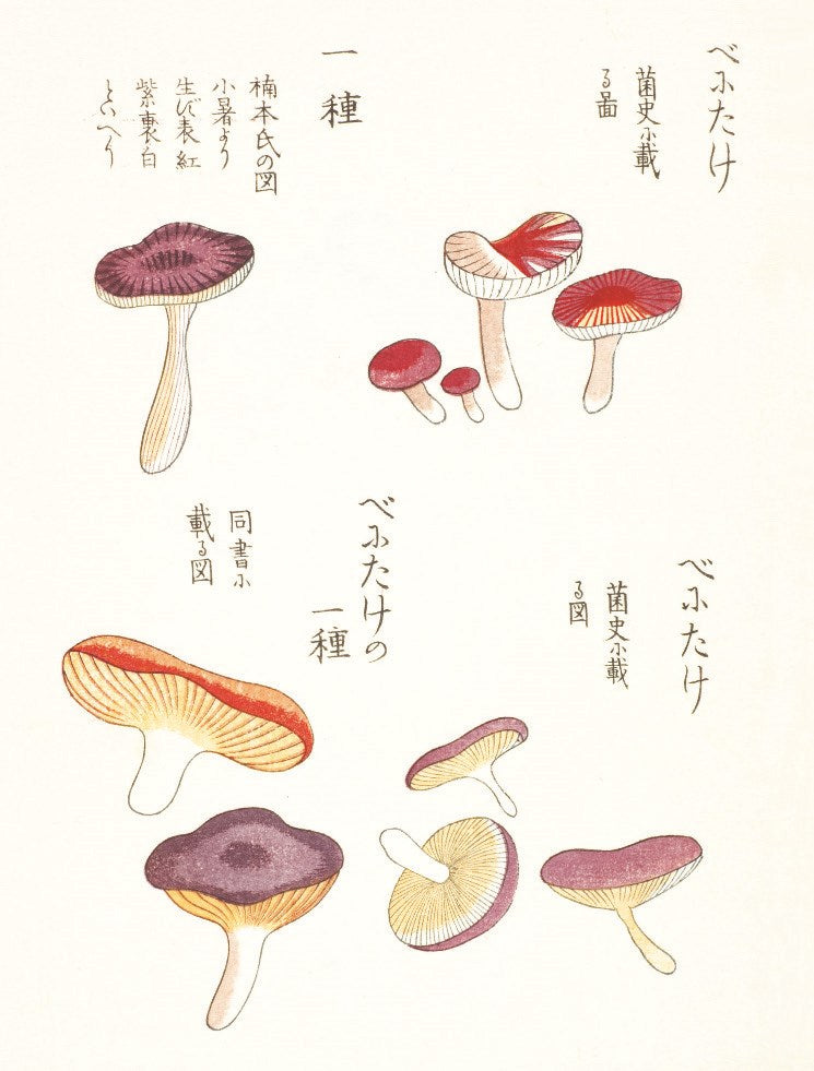 Mushroom Postcards