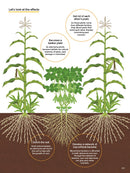 Japanese Style Companion Planting