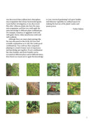 Japanese Style Companion Planting