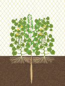 Japanese Style Companion Planting