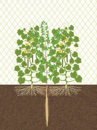 Japanese Style Companion Planting