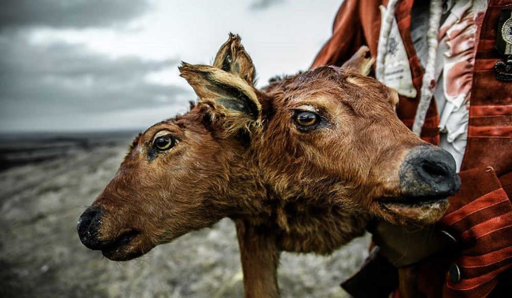 Mothmeister: Dark and Dystopian Post-Mortem Fairy Tales