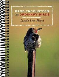 Rare Encounters with Ordinary Birds